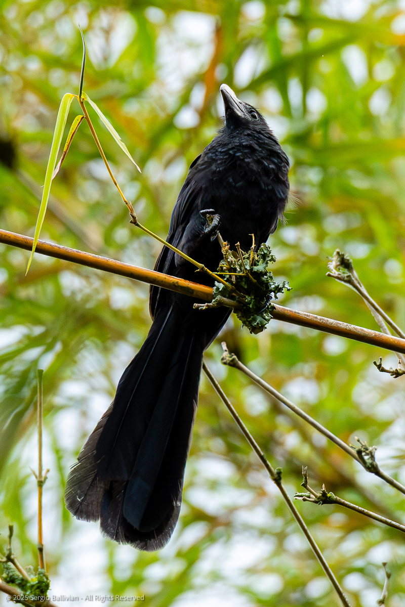 250924_COL_Birds_Diamante_015